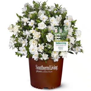 May include: A potted gardenia plant with abundant white flowers and green foliage. The plant is in a brown plastic pot with the "Southern Living plant collection" logo. A tag with additional information hangs from the plant.