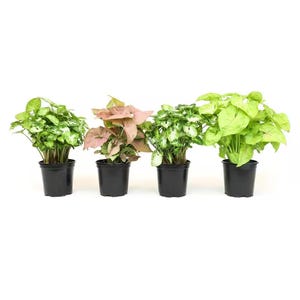 May include: Four potted Syngonium plants with varying leaf colors: green with white speckles, pink, green with white speckles, and bright green. Each plant is in a black plastic pot. The plants are arranged in a row against a white background.