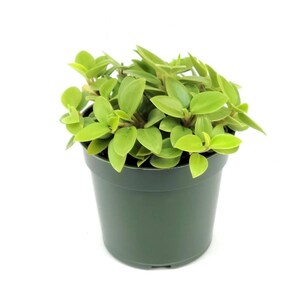 May include: A small, green plant with rounded leaves in a dark green plastic pot. The plant has vibrant, light green leaves and is set against a white background. The pot is approximately 4 inches in diameter.