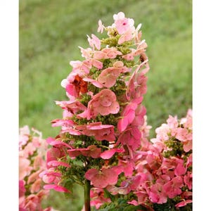 4 In. Pot Ruby Slippers Oakleaf Hydrangea Live White Flowering Perennial Plant