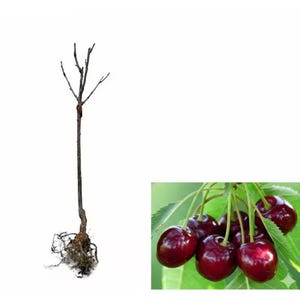 May include: A bare cherry tree sapling with exposed roots stands next to a cluster of ripe cherries. The cherries are a deep red color, and the leaves are green. The sapling is brown and has a few small branches.