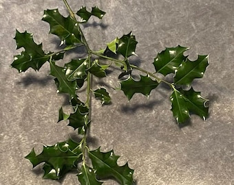 May include: A sprig of holly with glossy, dark green leaves and spiky edges. The leaves are arranged along a slender stem, creating a natural, festive appearance. The holly is set against a soft, gray background.