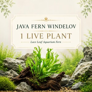 Live Java Fern Windelov | Lace Leaf Aquarium Plant, Easy Low Light Aquascape