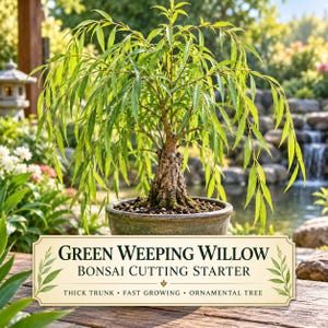Green Weeping Willow Bonsai Cutting, Thick Trunk Starter, Fast Growing Ornamental Tree