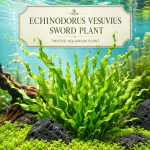 Echinodorus Vesuvius Sword Plant, Twisted Corkscrew Leaves, Freshwater Aquarium Background Plant
