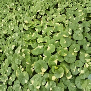 pinnatum marble variegata Epipremnum Pinnatum Marble Variegated 8” Totem