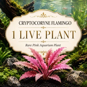 Cryptocoryne Flamingo Live Aquarium Plant | Rare Pink Freshwater Aquascape | Foreground Midground Fish Tank