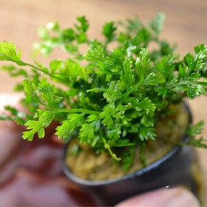 May include: A close-up of a small, vibrant green plant with delicate, fern-like leaves. The plant is potted in a small, dark container. The leaves are a bright, healthy green, suggesting a thriving plant.