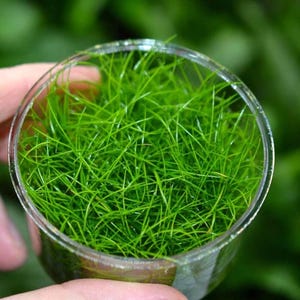 May include: A clear, round container filled with vibrant green aquatic plants. The plants have long, thin, grass-like leaves, creating a dense, textured appearance. The container is held in a person's hand, with a blurred green background.