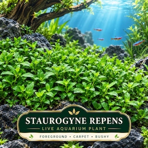 Staurogyne repens Live Aquarium Plant, Bushy Foreground Carpet (Freshwater)