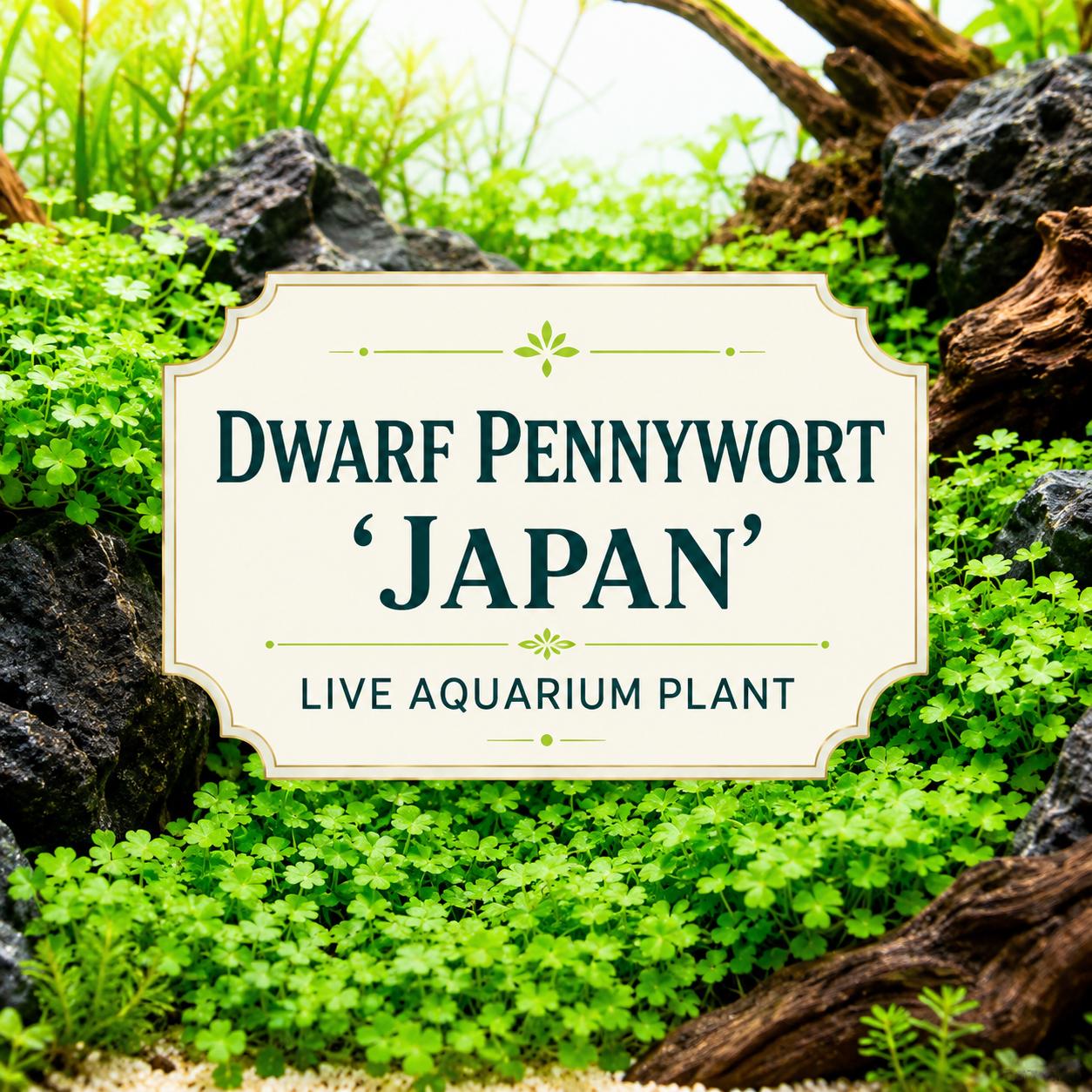 常緑樹 RARA Dwarf Pennywort Japan Live Aquarium Plant, Hydrocotyle Tripartita