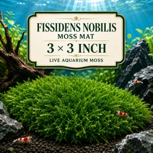 Fissidens Nobilis Moss Mat, 3x3 Inch Live Aquarium Plant, Nano Tank Foreground Moss