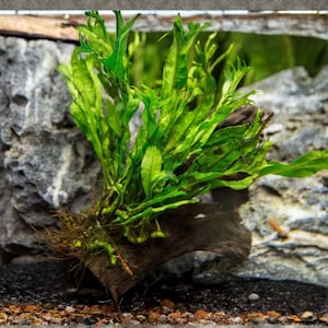 Live Java Fern Windelov Plant – Lace Leaf Aquarium Aquascape Fern
