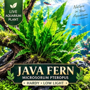 Live Java Fern Aquarium Plant, Hardy Low Light Aquascape Decor (Microsorum pteropus)