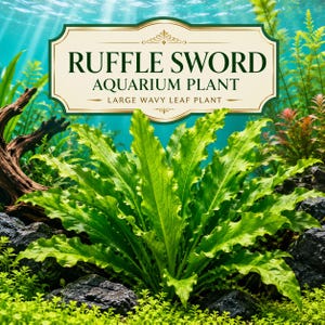 Ruffle Sword Aquarium Plant, Large Wavy Leaf Echinodorus, Freshwater Planted Tank Background