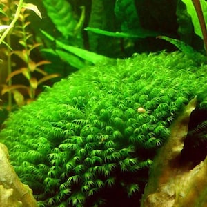 May include: Close-up of vibrant green aquatic moss, likely used in aquariums or terrariums. The moss has a dense, textured appearance with numerous small, delicate fronds. The background features other green aquatic plants.