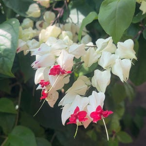 Pode incluir: Close-up de uma planta florida com pétalas brancas em forma de coração e detalhes vermelhos vibrantes. A planta é rodeada por folhas verdes, criando uma estética natural e fresca. As flores estão em plena floração, mostrando seus detalhes delicados.