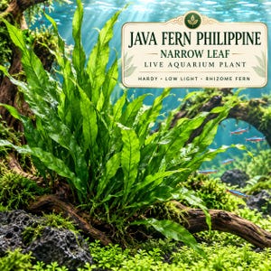 Java Fern Philippine, Narrow Leaf Microsorum, Low Light Aquascape Plant (Live)
