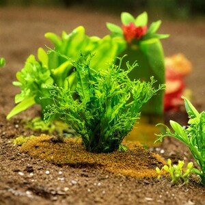 Live Java Fern Aquarium Plant, Hardy Freshwater Microsorum pteropus, Low Light Aquascape Decor