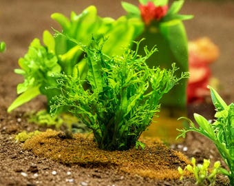 Java Fern (Microsorum pteropus) - BUY3GET1FREE - Live Aquarium Plant  AquaScape - Etsy.de