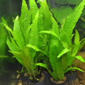 May include: Bright green aquatic plants with long, pointed leaves. The plants are in small black pots, likely for an aquarium or terrarium. The leaves have a textured surface and are a vibrant, healthy green.