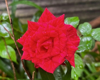 50 Sementes de Rosas Vermelhas | Rosas Perenes para Jardim | Arbusto Ornamental Florido | Sementes Fáceis de Cultivar para Exterior
