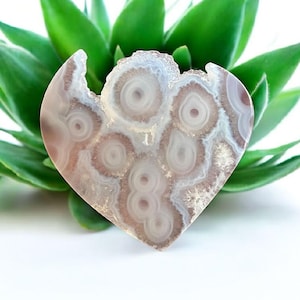 Op de afbeelding: Een hartvormige agaatsteen met concentrische cirkels in tinten wit en bruin. De steen is geplaatst tegen een achtergrond van groene succulentenbladeren. De agaat heeft een natuurlijke, organische uitstraling.