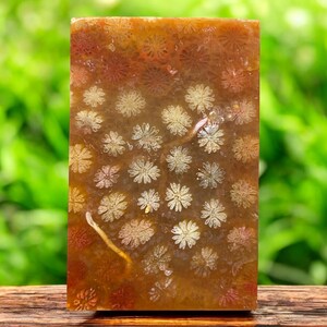 Pode incluir: Uma pedra retangular polida com um tom âmbar quente. A superfície é coberta por intrincados padrões fossilizados em forma de flor em tons de creme e castanho avermelhado, criando uma textura natural única. A pedra está sobre um fundo verde desfocado.