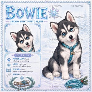 May include: A digital illustration of a Siberian Husky puppy named Bowie, featuring blue eyes and a teal harness. The graphic includes text details, a portrait, a sled, and a leash, all set against a snowy winter background with a 30 cm height label.