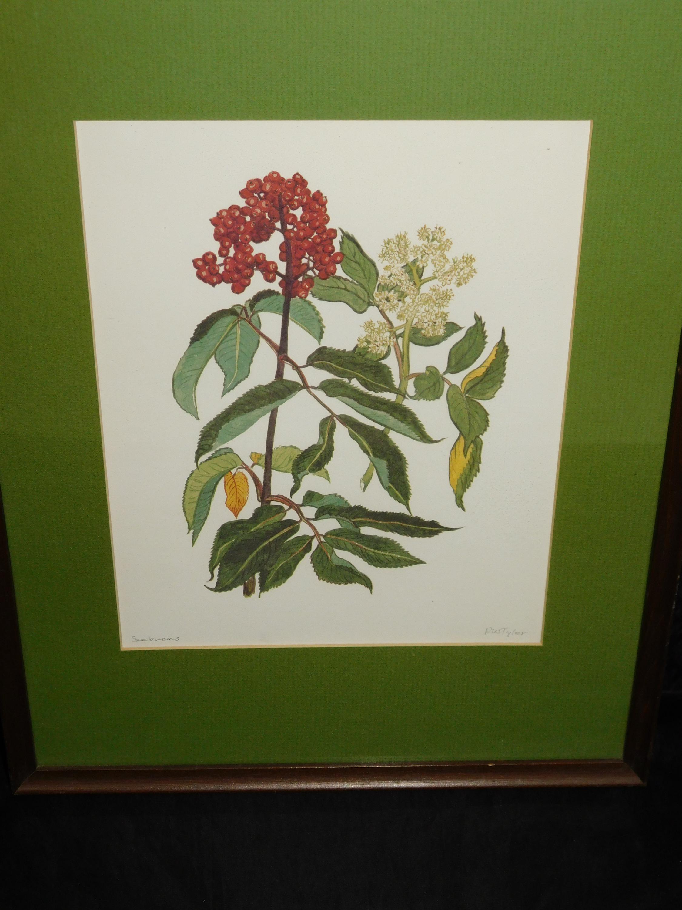 Homer Alaska Sambucus Red Elderberry Bush RW Toby Tyler Framed Art