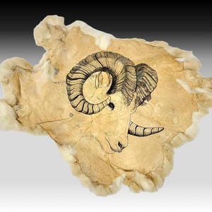 May include: A tanned animal hide with a detailed pen and ink drawing of a ram's head. The ram's head is centered on the hide, featuring large, curved horns and a detailed facial profile. The hide has a light brown color with a fluffy, cream-colored border.