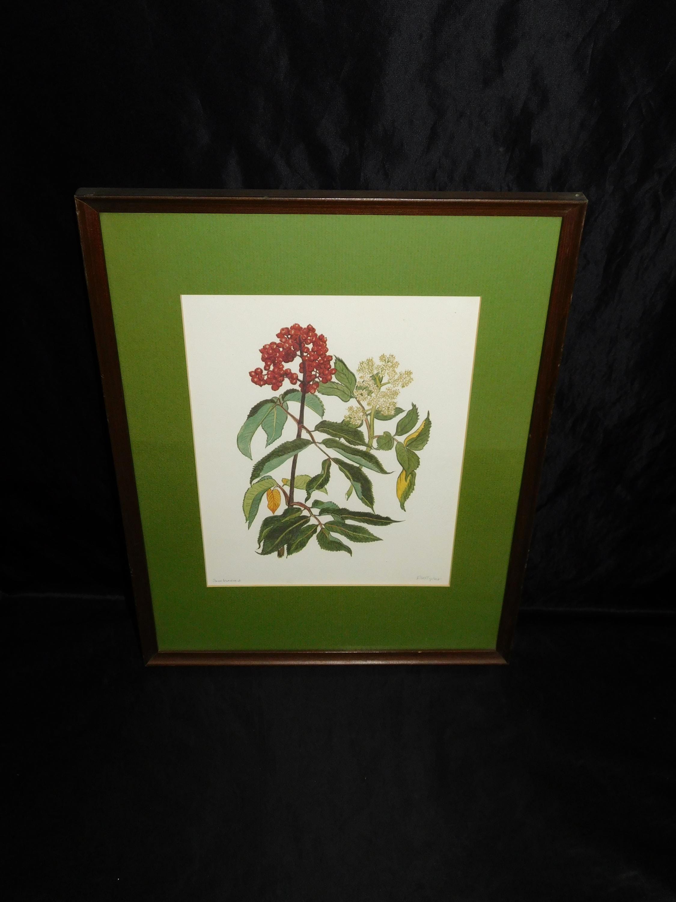 Homer Alaska Sambucus Red Elderberry Bush RW Toby Tyler Framed Art