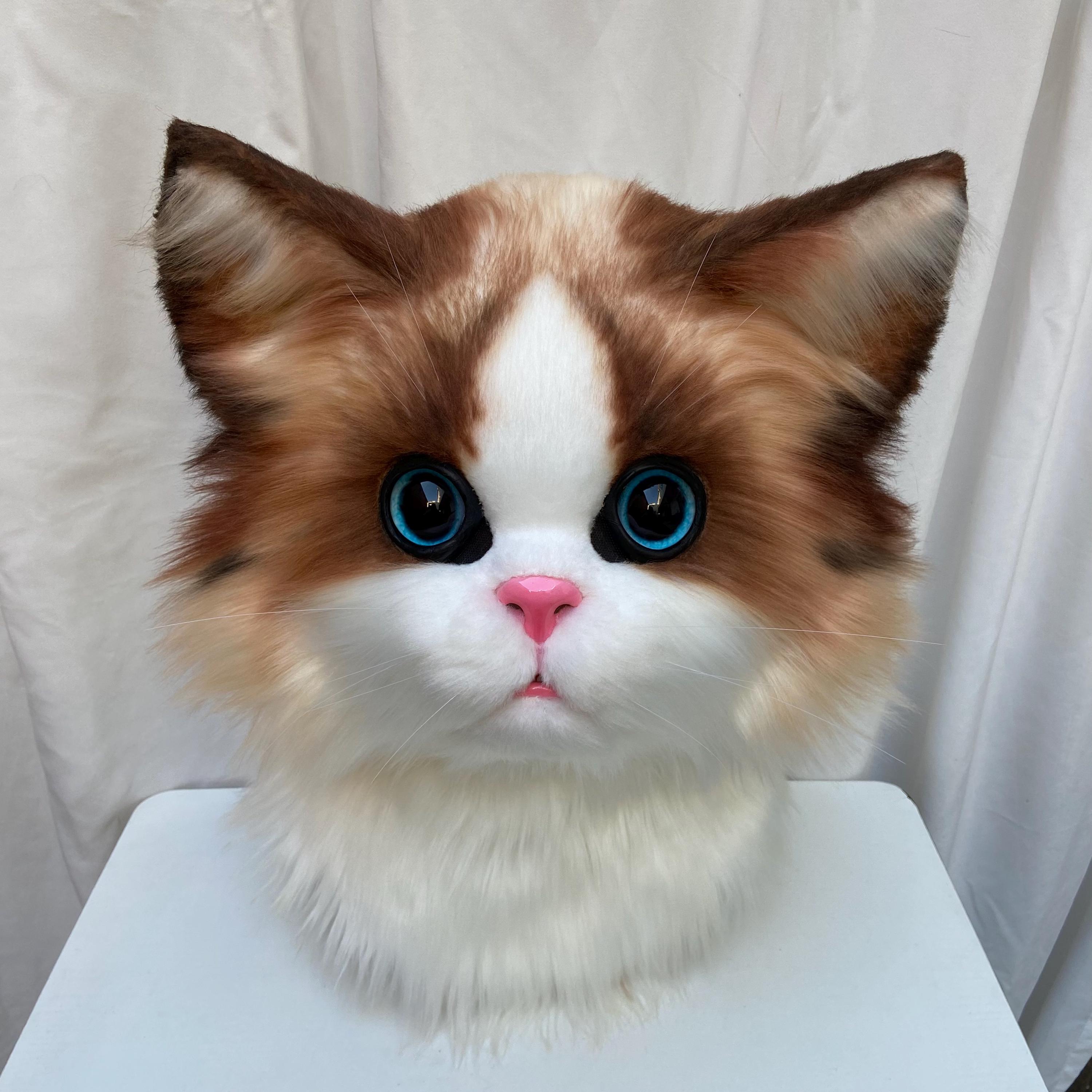 290 Kittens-ideeën om nu te bewaren | katten, katten en kittens, mooie  katten en meer, image size:3000x3000