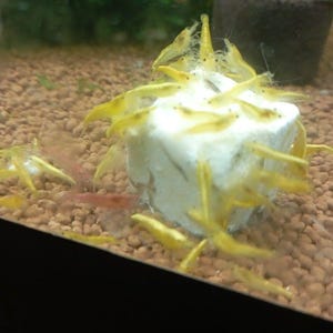 Könnte beinhalten: Aquarienszene mit mehreren gelben Garnelen, die sich um einen weißen Würfel versammeln. Die Garnelen sind leuchtend gelb, und das Aquarium hat ein braunes Kies-Substrat. Einige rote Garnelen sind ebenfalls zu sehen.