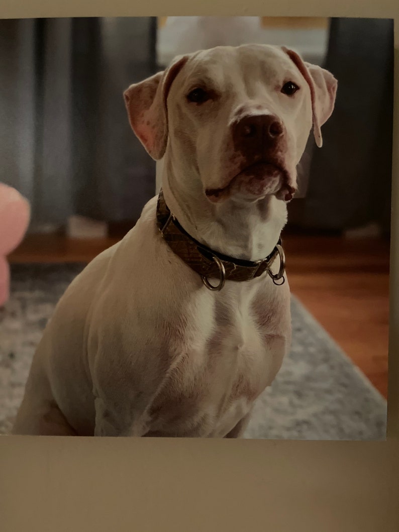 Download Pet Portraits Layered Paper Cut Pet Portrait Urns Memorials