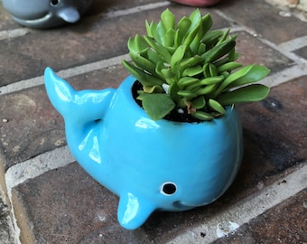 Whale Planter