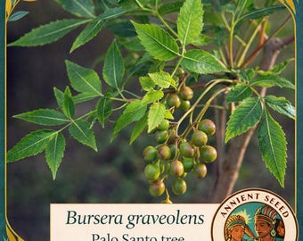 Bursera graveolens seeds - Palo Santo seeds - Harvest 2025 - Mexico - Burseracae - Commiphora