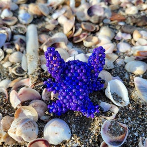 Pu&ograve; includere: Una stella marina artigianale di perline blu scuro poggia su una spiaggia sabbiosa cosparsa di conchiglie. La stella marina &egrave; fatta di piccole perline rotonde e ha cinque braccia. Lo sfondo presenta varie conchiglie nei toni del bianco, marrone e beige.