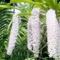 Rare Rhynchostylis Gigantea White Orchid – Live Rooted Cutting | Fragrant Orchid Cutting | Rare Collector Orchid Plant product logo