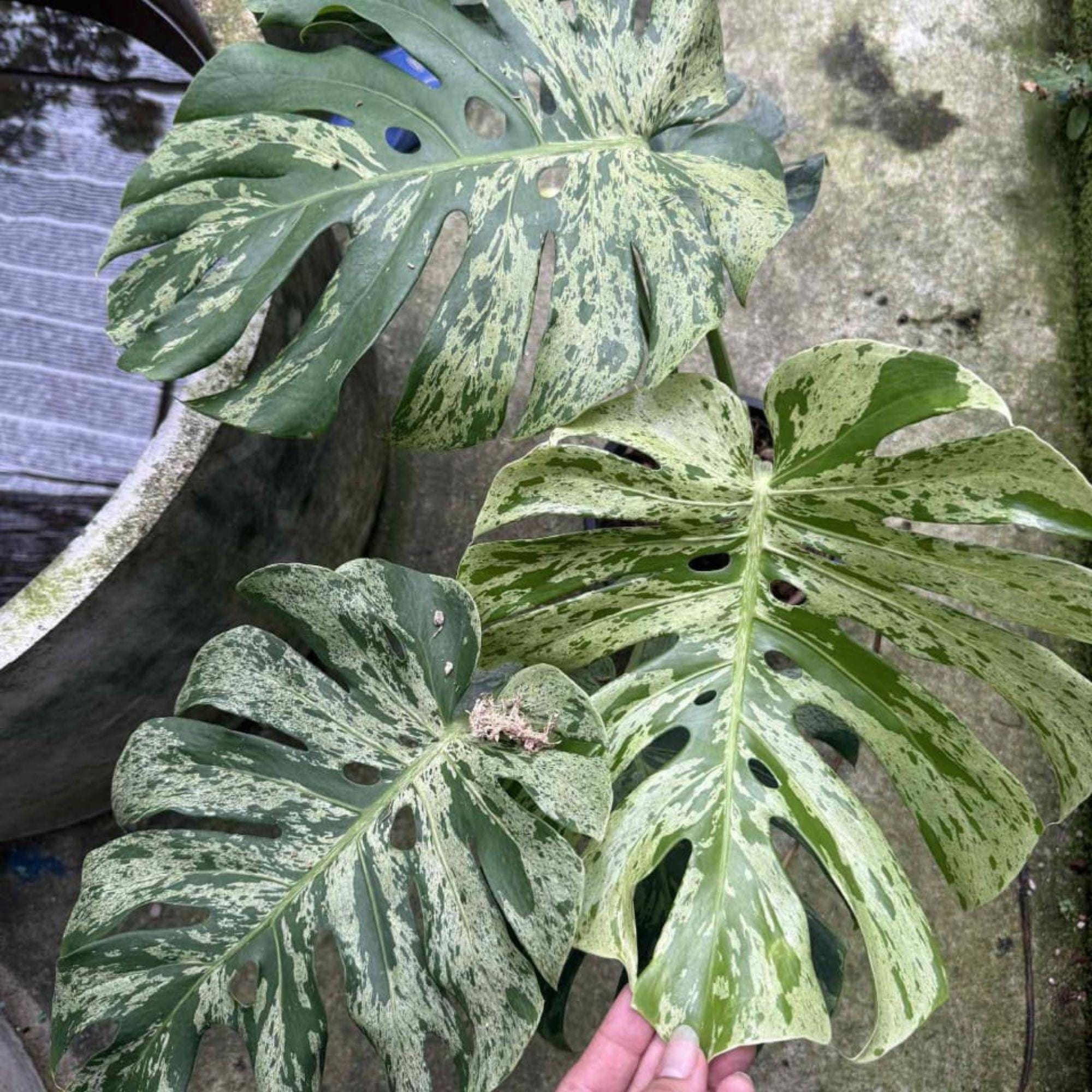 Bulbasaur monstera - Etsy 日本