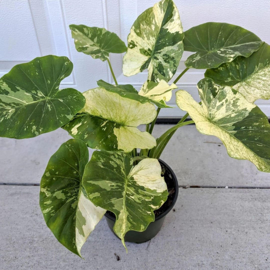 Variegated Taro Alocasia Macrorrhizos Variegata Tissue Culture Plant Bulb – Rare ...