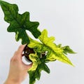 Rare Variegated Alocasia Jacklyn | Live Corms | Exotic Aroid Plant product logo