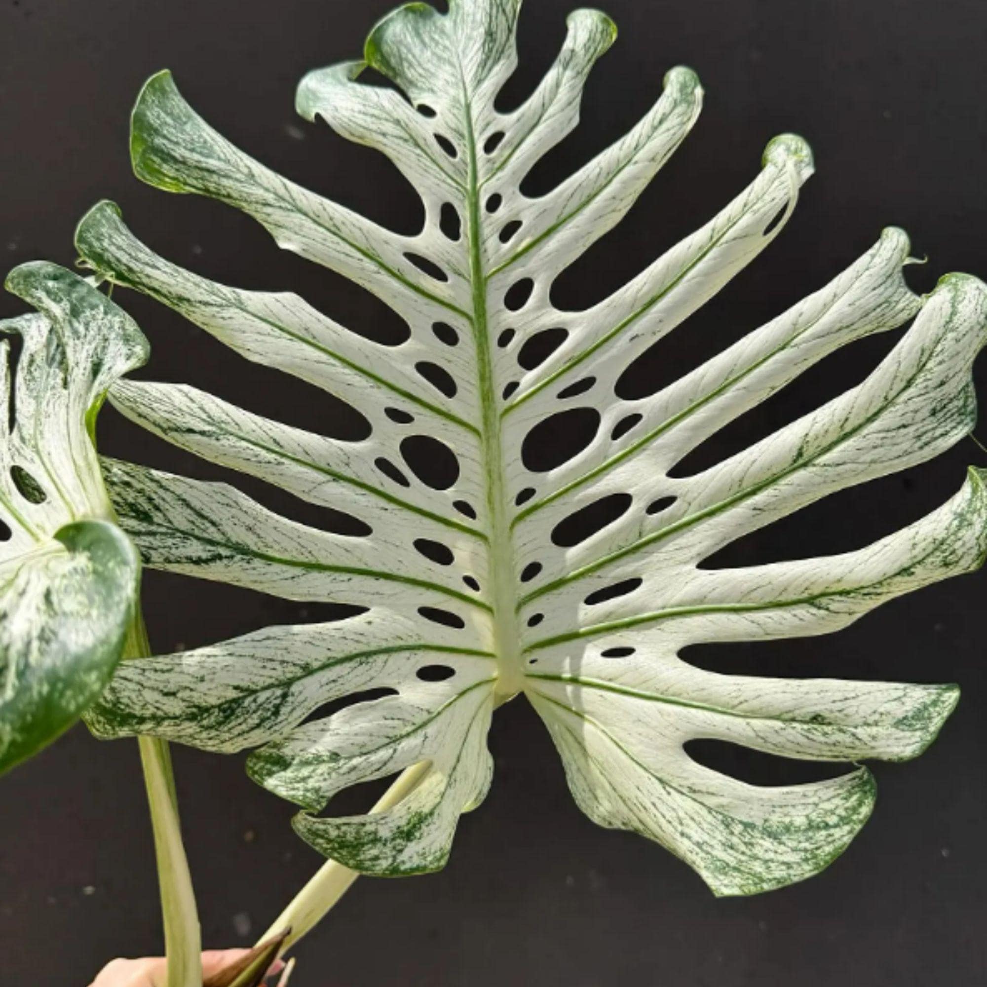 Monstera devil monster - Etsy 日本