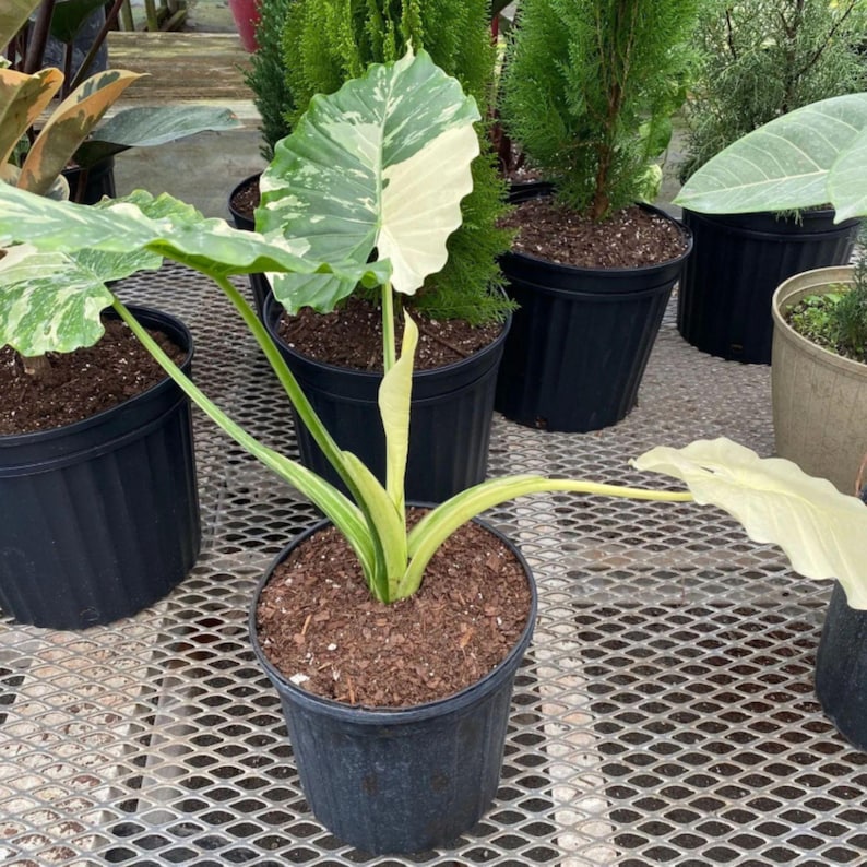 Variegated Taro Alocasia Macrorrhizos Variegata Tissue Culture Plant Bulb – Rare ...