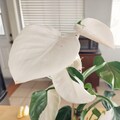 Rare Monstera Albo White Tiger Variegated Plant | Live Aroid Houseplant | Collector Monstera product logo