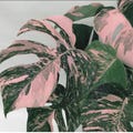 Pink Monstera Variegated Cutting – Rare Tropical Plant, Propagation, Houseplant Gift, Rooted Monstera Albo product logo