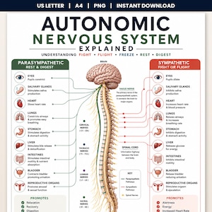 Puede incluir: Un póster educativo titulado Autonomic Nervous System Explained, que presenta una ilustración central del cerebro y la médula espinal humana con vías codificadas por colores que conectan con los órganos, detallando las funciones parasimpáticas y simpáticas.
