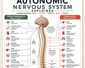 Autonomic Nervous System Poster|Sympathetic vs Parasympathetic Chart|Fight Flight Rest Digest Diagram |Nervous System Rese |Anatomy Wall Art