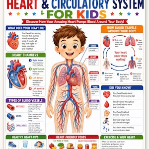 Poster del cuore per bambini / Anatomia del sistema circolatorio per bambini / Flusso sanguigno nelle camere cardiache / Aula per l'istruzione domiciliare / Decorazione murale educativa
