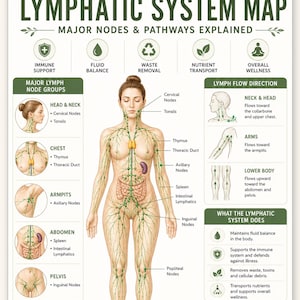 May include: An educational chart titled Lymphatic System Map featuring a central anatomical illustration of the human body with green pathways and nodes. It includes sections on major lymph node groups, flow direction, and system functions.
